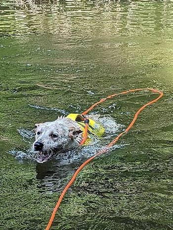 Dog swimming in a body of water, wearing a life jacket and attached to an orange leash