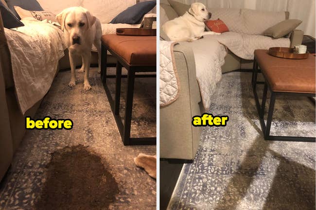 Reviewer's dog looking at a giant, thick brown mess on the carpet labeled before, and after using the cleaning spray, the stain completely gone with the carpet looking pristine and the reviewer's dog lounging on the couch