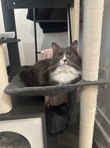 BuzzFeed writer's cat in the hammock part of the tower