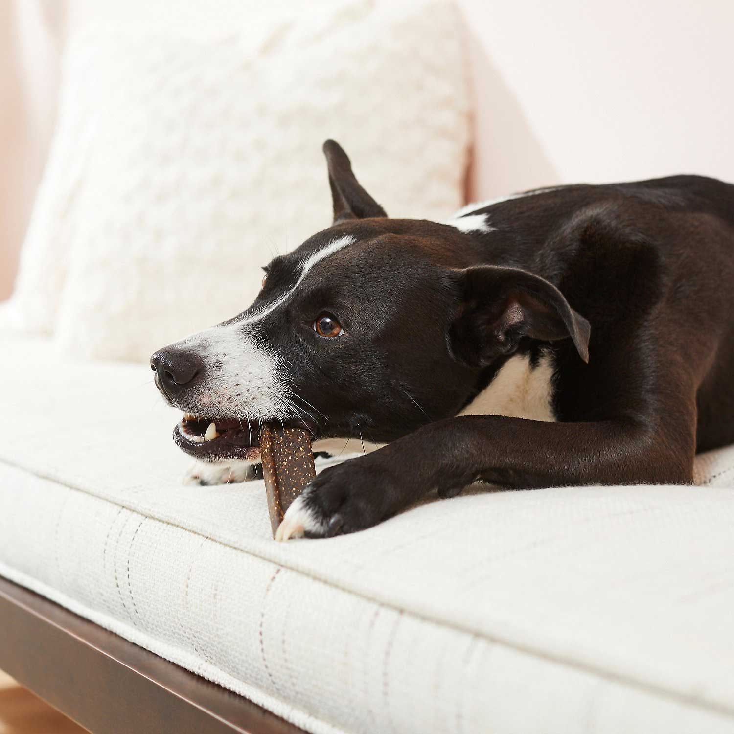 dog chewing on dental chew