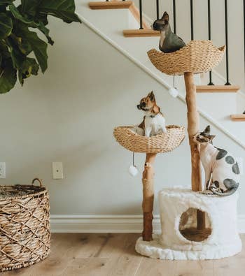 one cat on the basket at the top of the tree, one at the bottom area, and dog in the middle basket