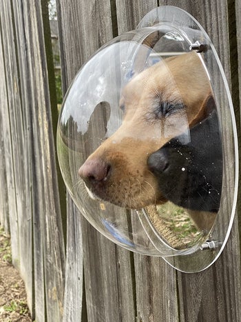 reviewer pic of the bubble installed into a fence with two dogs looking through it