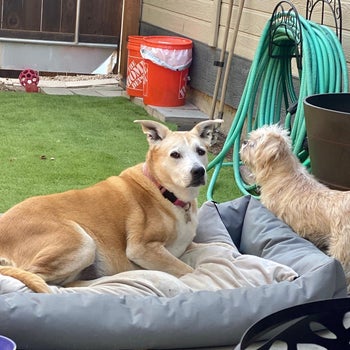 two dogs hanging out in a small yard