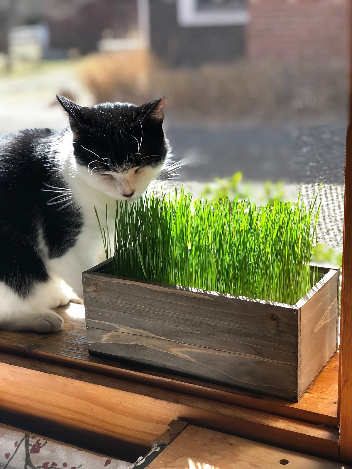 Another feline  sniffing feline  grass