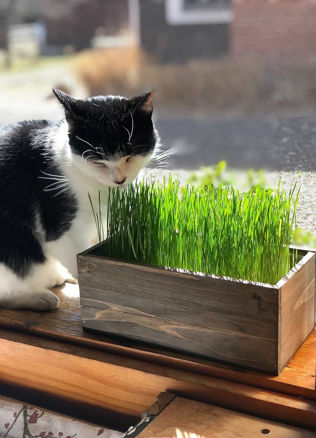 Another feline sniffing feline grass