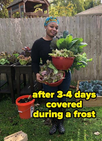 reviewer holding their thriving lettuce after it was covered for 3-4 days during a frost