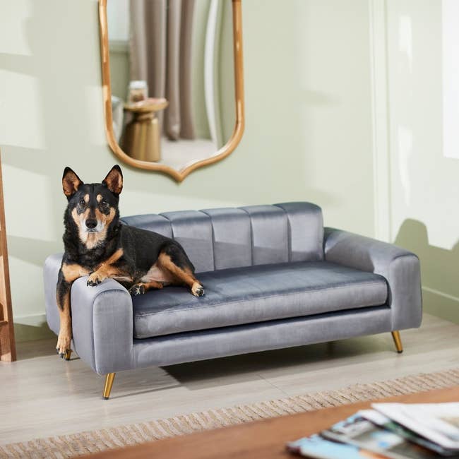 A dog lounging on a modern grey sofa in a stylish living room