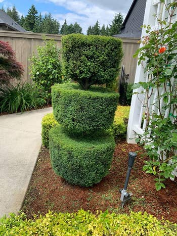 a reviewer's three-tiered topiary bush in a residential garden with surrounding foliage and a fence