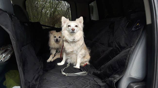 a reviewer photo of two dogs in the backseat of a car on the cover