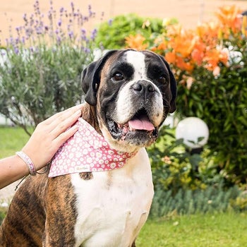 dog wearing pink daisy bandana with person petting them and wearing matching bracelet