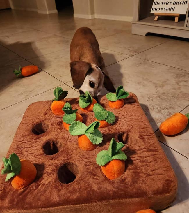 a dog digging around in a carrot garden snuffle mat