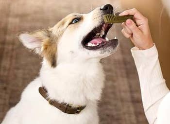 A dog being fed a dental treat by a person’s hand, likely demonstrating pet oral care products