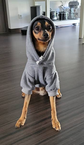 A dog in a snug grey hoodie stands on a wooden floor inside a home, looking at the camera