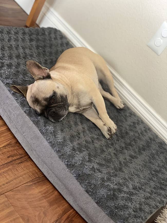 Puppy sleeping on a gray memory foam dog bed on hardwood floor