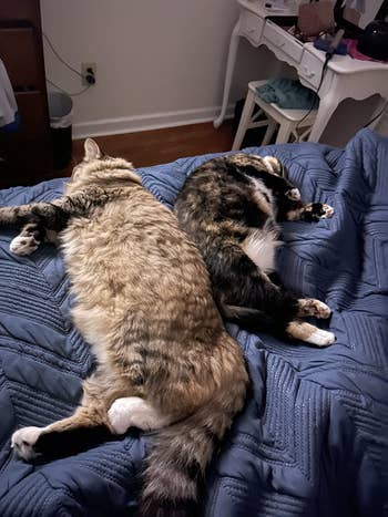 a pair of reviewer's cats lounging back to back on a bed