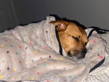 a dog sleeping underneath the gray fleece blanket