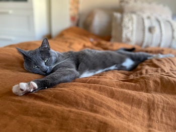 buzzfeed editor's cat on the linen duvet cover