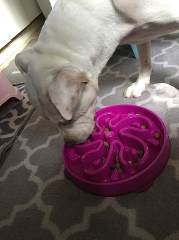 Reviewer's dog eating from slow feeder bowl