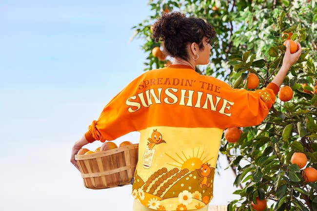 a model picking oranges while wearing an orange and yellow spirit jersey that says 