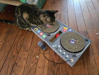 cat playing with dj scratch pad