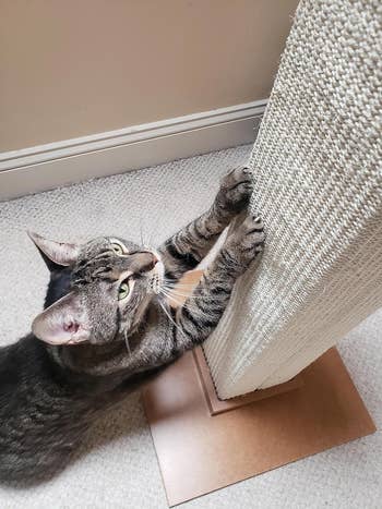 cat scratching on the standing scratching post