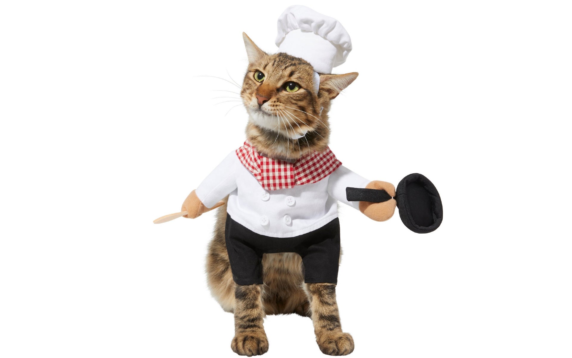 Cat in chef costume
