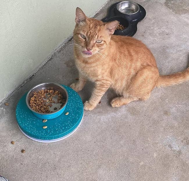 Orange cat sitting next to a food bowl that's sitting no the ant-proof mat