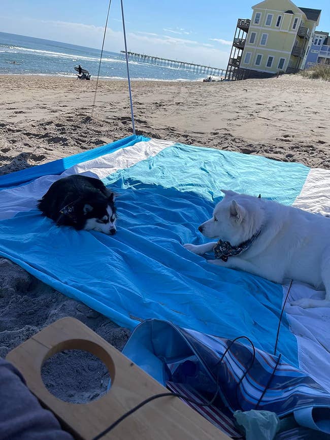 Two dogs lie on a beach blanket under a canopy by the ocean, with a pier and buildings in the background