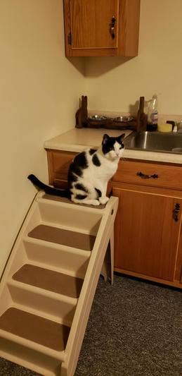 a cat using the stairs