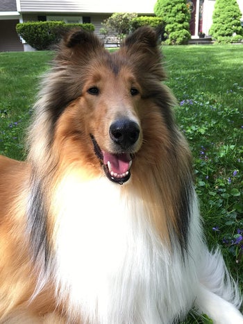 same reviewer showing the dog after being blow dried with hair looking smooth and shiny