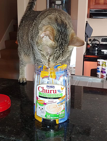 a cat putting their nose inside the container of lickable cat treats