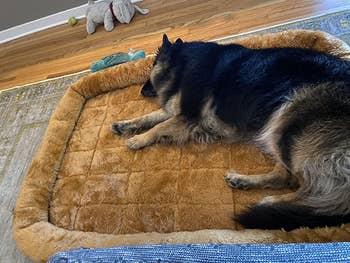 reviewer photo, german shepherd dog on dog mat