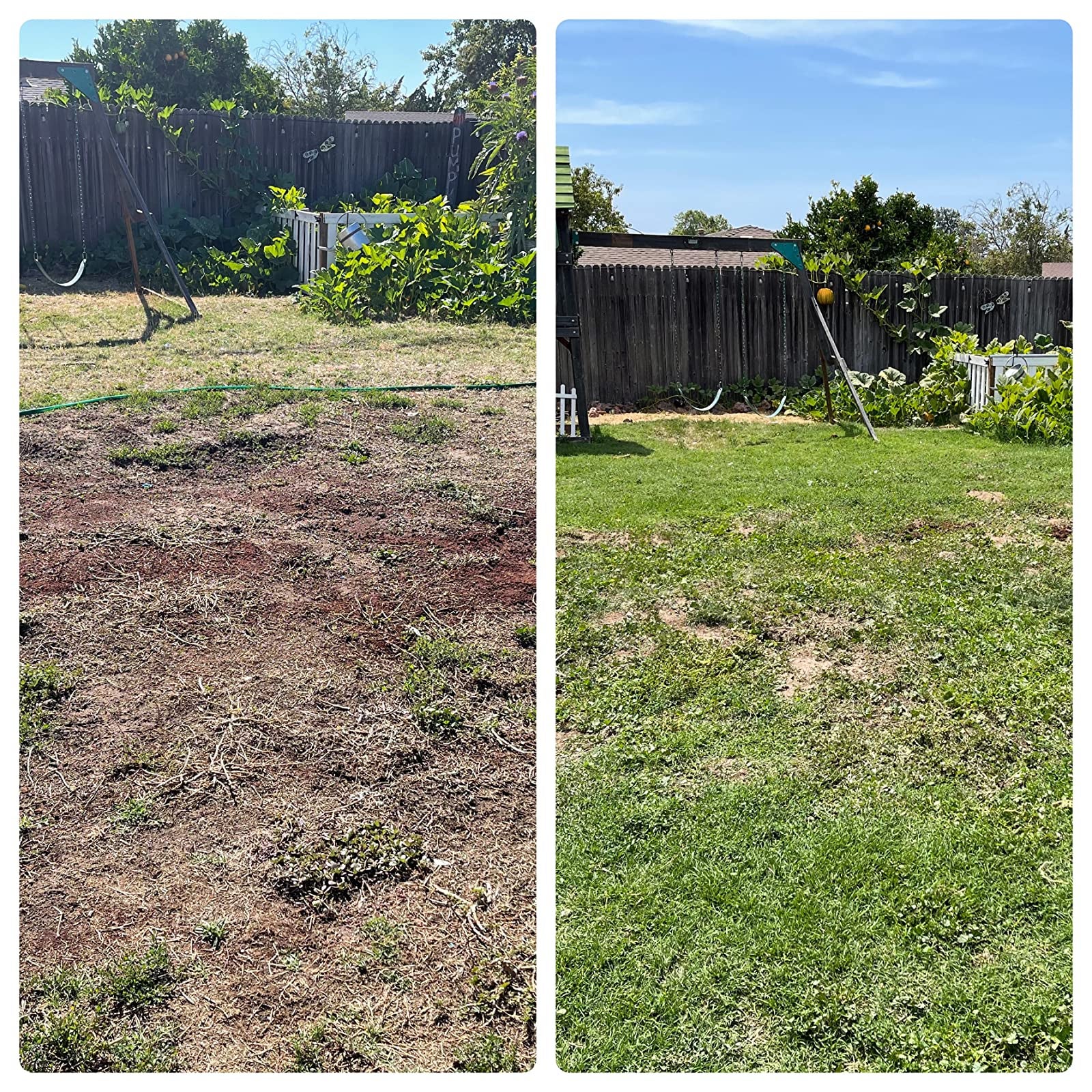 before and after images of a backyard with no grass now blooming with grass