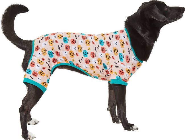 Dog wearing pumpkin pajamas