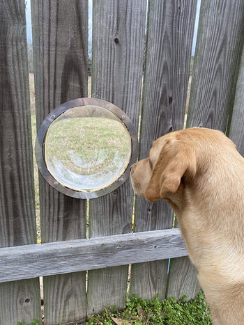 the same reviewer showing how the bubble looks from inside the fence