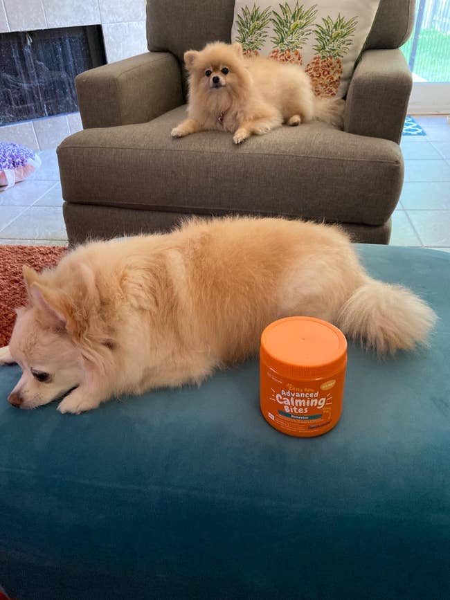 reviewer photo of their two tan pomeranians lying down and looking relaxed next to an orange jar of the calming bites
