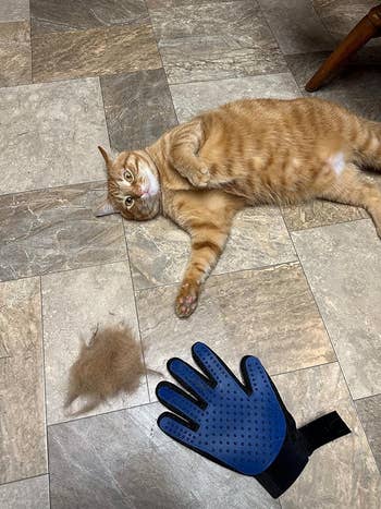 An orange cat lies next to a shed fur clump and a blue pet grooming glove on a tiled floor