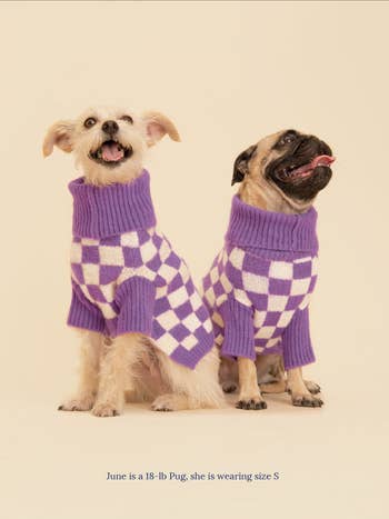 two small dogs in checkered sweater