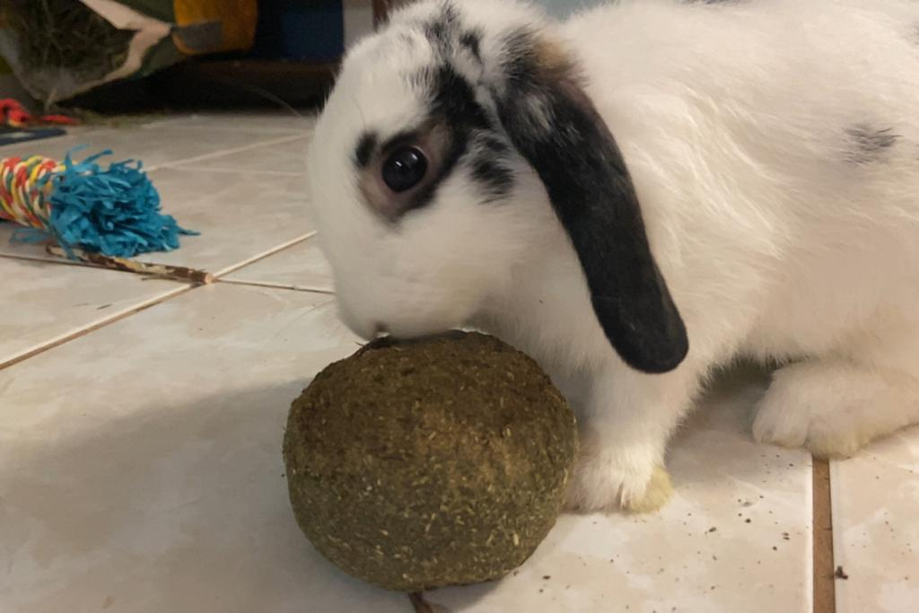 A small rabbit sniffs a ample, spherical treat on a tiled ground with a sparkling toy within the background