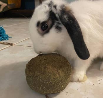 A small rabbit sniffs a ample, spherical treat on a tiled ground with a sparkling toy within the background