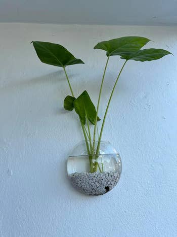 glass terrarium filled with pebbles water and plant