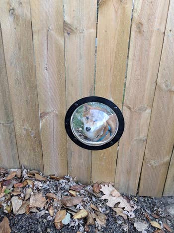 A dog looking through the fence bubble 