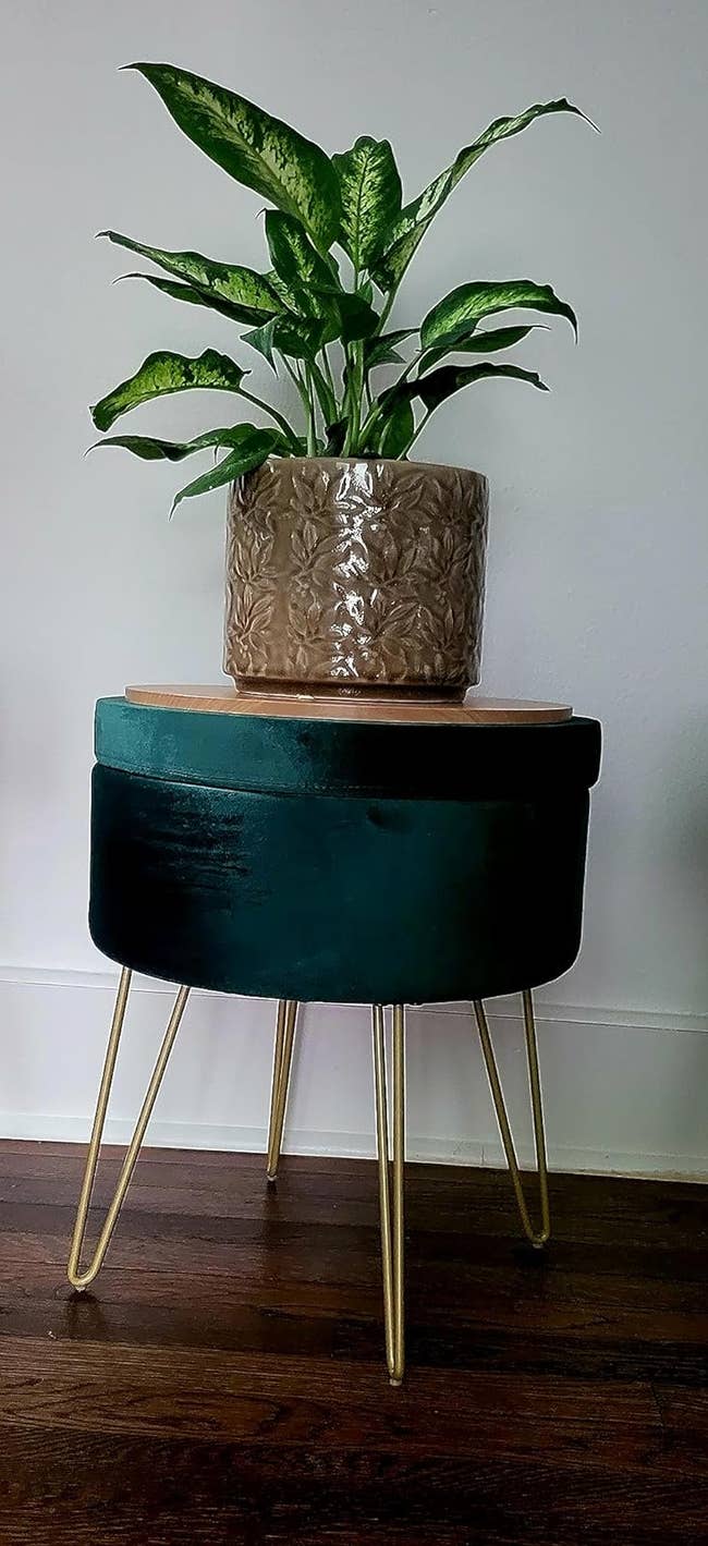 Potted plant on a vintage-style green and wood table with gold-colored legs. Ideal for home decor shopping