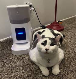 reviewer photo of a cat next to a cat feeder with a bright indicator light