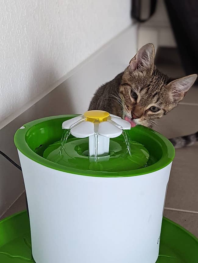 Reviewer photo of cat drinking from green fountain, which has a flower-shaped spout