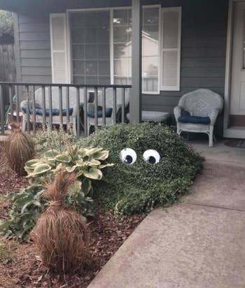 reviewer image with shrub that has giant googly eyes 