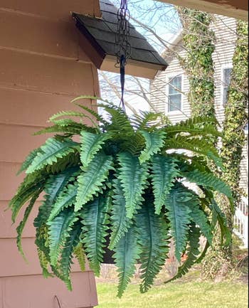Hanging fern works  with lush, layered fronds extracurricular  a house. Perfect for enhancing outdoor spaces