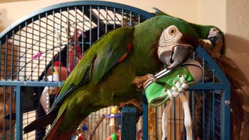 reviewer image of a parrot holding a small green converse shoe