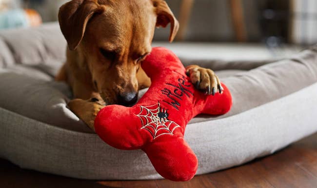 red squishy bone shaped toy with a spider web and the word wicked embroidered on the front 