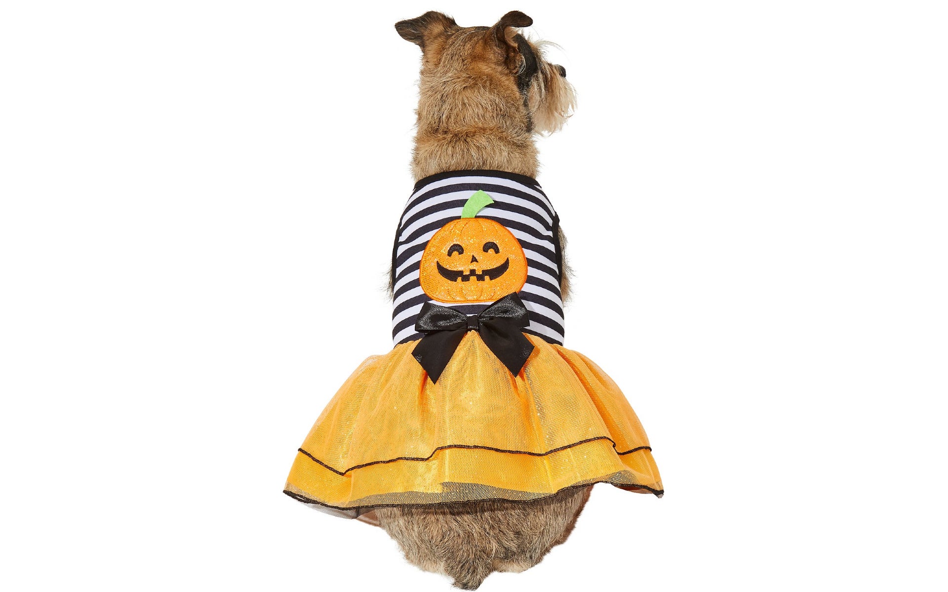 Dog in pumpkin dress